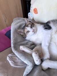 koca.Millie