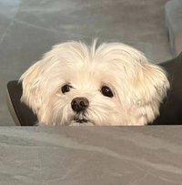 昕