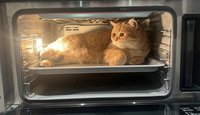 breadcat
