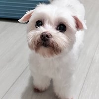 Zoe 수